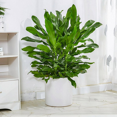 绿锦缘 螺纹铁 北京植物租赁 北京植物出租 株高30cm 土培