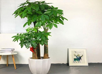 温江区实惠的盆栽植物租摆哪里有卖?