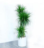 西安花卉租赁