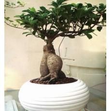 主营产品_南宁格瑞恩园林绿化工程