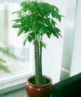 杭州植物租摆绿植出租花卉租赁盆景出租办公室植物出租花草盆景图片_高清图_细节图