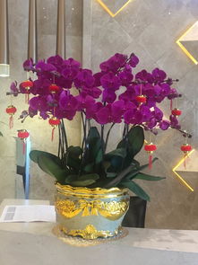 【广州阳晨绿化海珠区琶洲专业提供办公室植物盆栽租赁出租】-