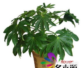 东区花卉租赁 绿植盆栽租摆 室内植物出租 花卉出租