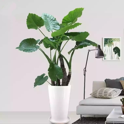 植物盆栽 绿色植物 植物租赁 发财树 绿萝 天堂鸟 巴西木 幸福树