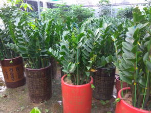 图 光明新区公明专业绿植花卉出租,办公租花,绿植租摆,盆景出租 深圳鲜花绿植