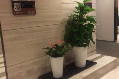 番禺钟村南站室内鲜花花卉出租绿化植物租摆植物批发