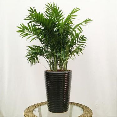 琴叶榕盆景欧式风格自动灌溉花盆绿植盆栽租赁花卉植物出租报价参数_语花香_厂家直销|爱企查