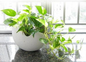 供应黄金葛 绿萝 东莞盆景租摆 东莞植物租赁,供应黄金葛 绿萝 东莞盆景租摆 东莞植物租赁生产厂家,供应黄金葛 绿萝 东莞盆景租摆 东莞植物租赁价格