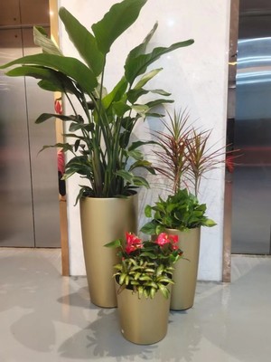 上海黄浦盆景出售与绿植盆栽租赁服务