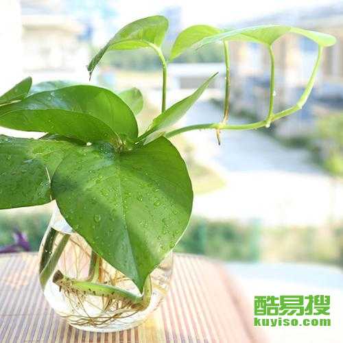 广州酷易搜盆栽租赁 为城市生活注入绿色活力