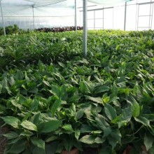 盆栽租赁 绿色生活新选择