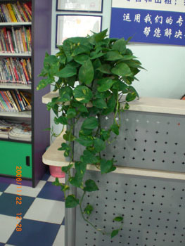 石家庄大叶绿萝价格与绿植服务全解析