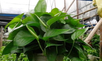 专业办公室盆栽花卉 租赁与销售双赢之选