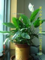 萧山植物盆景出租价格与厂家供应指南