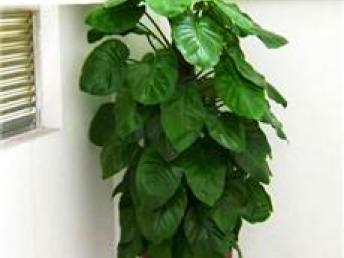 武汉花卉绿植租赁服务全解析 从盆景到鲜花，一站式解决方案