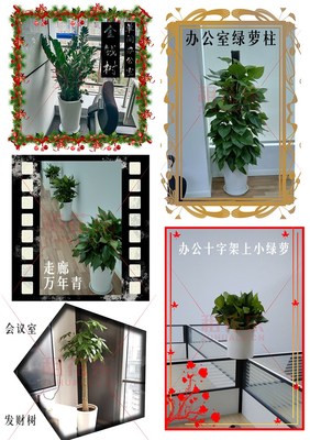 租花乐 企业绿植盆栽租赁，每月500元轻松拥有25盆绿色办公环境