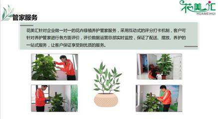 天河区室内盆栽租赁服务，选择花美汇盆栽租赁的全面指南