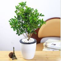 南山绿植租赁 清香四溢米兰盆景的养护指南