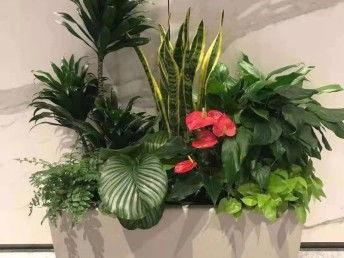 北京朝阳区绿植与盆栽租赁服务全解析 打造绿色活力空间