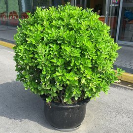 "盆景出租"
