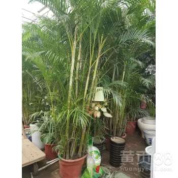 【出租鲜花,出租绿植,出租花卉,出租盆栽植物】-