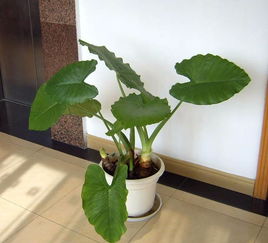 图 番禺区室内绿植租赁,花卉出售,写字楼盆栽租摆设计 广州鲜花绿植
