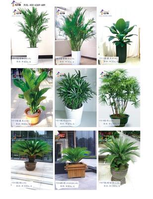 南洋杉出售 郑州花卉租赁 小型盆景租赁 价格优惠 品种齐全