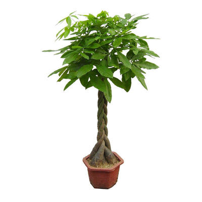 家庭绿植租赁