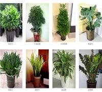 花卉租赁哪家好？盆栽租赁选择全攻略