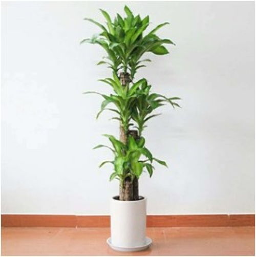 义乌绿植出租公司 专业盆栽租赁服务，打造健康绿色空间