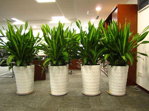 盆栽植物报价、厂家及租赁服务全解析