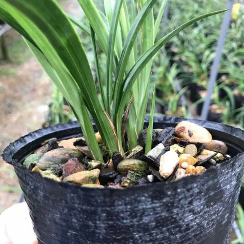 兰花苗青山玉泉 精品四季建兰，浓香花苞好养花卉盆栽