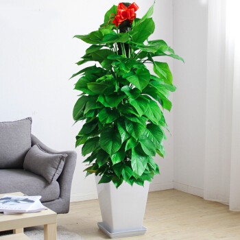 东莞绿植租赁服务 供应非洲茉莉，专业盆景与盆栽租摆解决方案