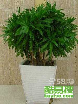 武汉酷易搜 盆栽租赁的便捷之选