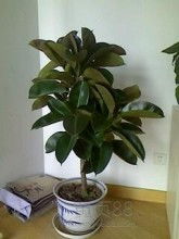 2019年盆栽市场分析 价格、批发、租赁与礼品网趋势