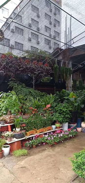 便捷绿植新选择 特价盆栽销售与租赁，配送到家服务