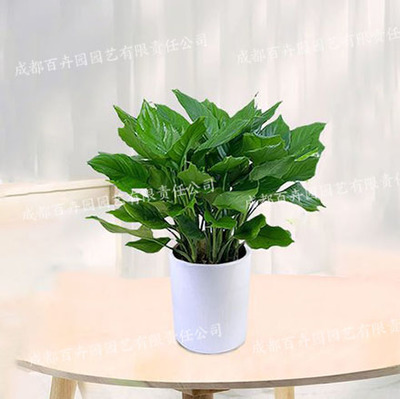 植物租赁与盆栽租赁 打造绿色空间的新选择