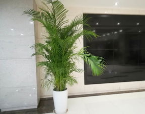 绿色生态，便捷经济 专业绿植与盆栽租赁服务全解析