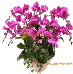 杭州市最优惠的植物与盆栽租赁服务