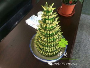 上海花卉盆栽租摆与绿植绿化服务 专业绿植租赁公司助力美化空间