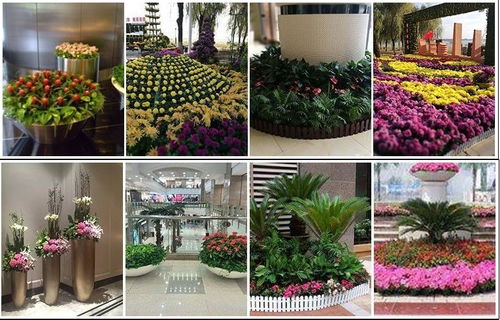 东西湖区盆栽租赁价格比较与选择建议