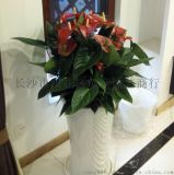 长沙花卉上门服务与租赁——雨花区创远园艺商行优势解析