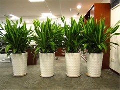 打造绿色空间，焕发酒店活力——连云港酒店绿植租赁与盆栽租赁服务全解析