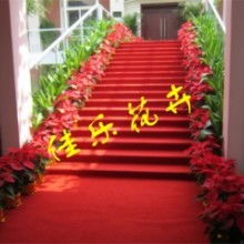 盆栽租赁 现代生活与办公空间的绿色新选择