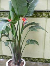 盆景批发与盆栽租赁 寻找可靠货源与优质服务的全攻略