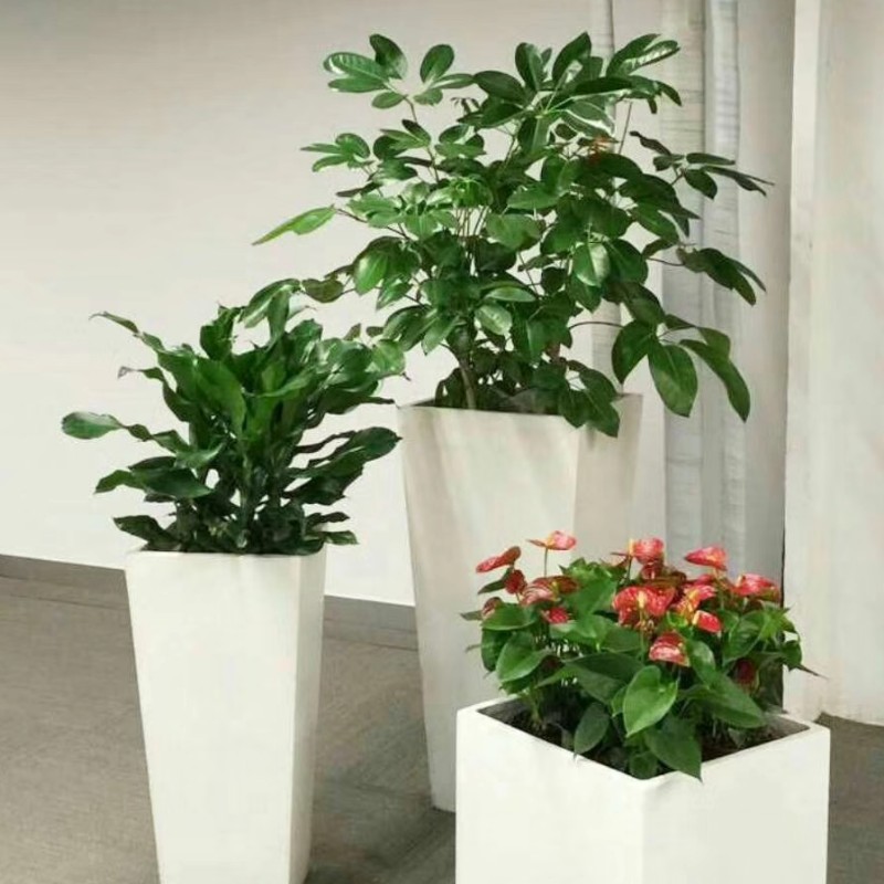 重庆植物租赁 为您的办公与生活空间注入绿色活力