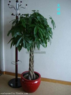 室内盆栽租赁 为企业与家居增添绿意与生机的智慧选择