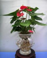 杭州绿植租赁服务 花卉租摆与盆景租摆的专业解决方案