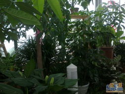 净尘园艺 专业盆栽销售与租赁服务，为生活添一抹绿意