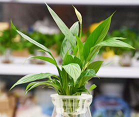 深圳办公室绿植新风尚 绿萝租摆服务，打造高效绿色办公空间